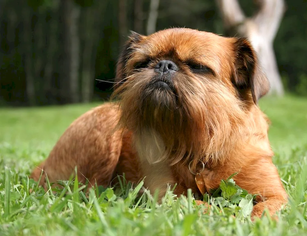 Brussels Griffon