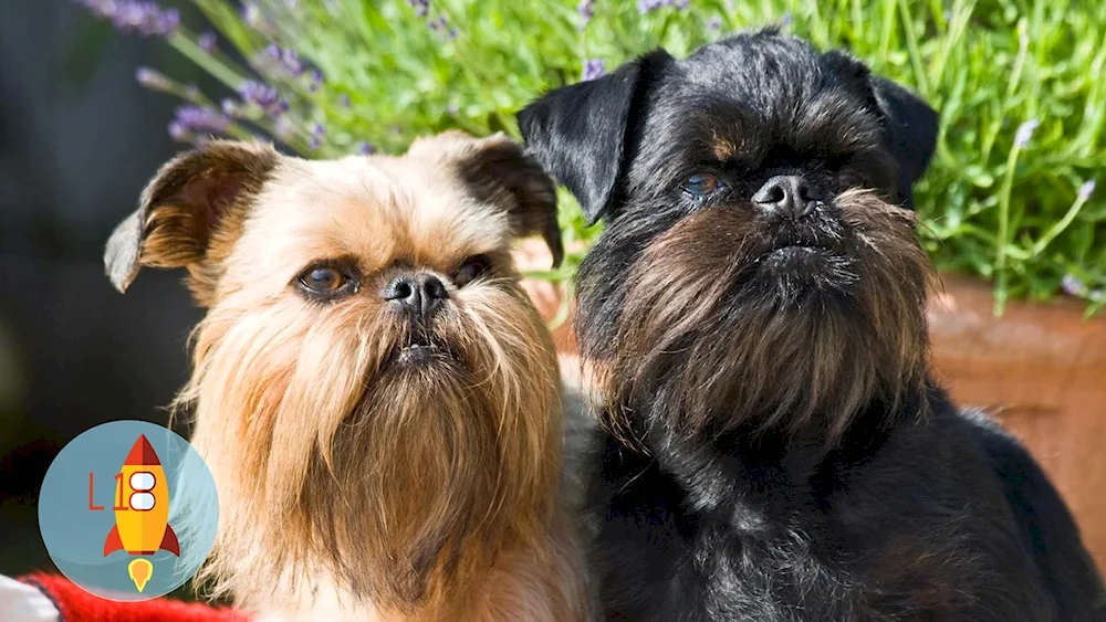 Brussels Griffon