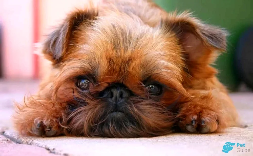 Brussels Griffon