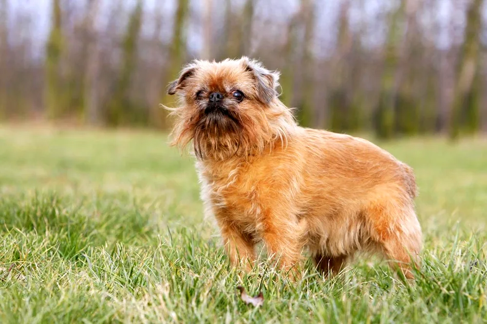 Brussels Griffon