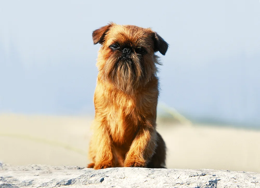 Brussels Griffon dog breed