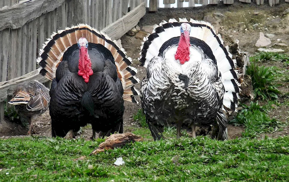 Bronze wide-breasted turkey