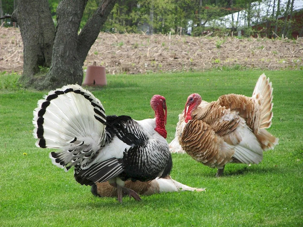 Bronze wide-breasted turkey