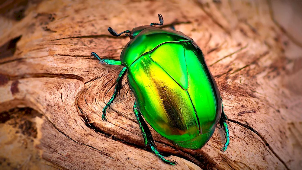 Green beetle