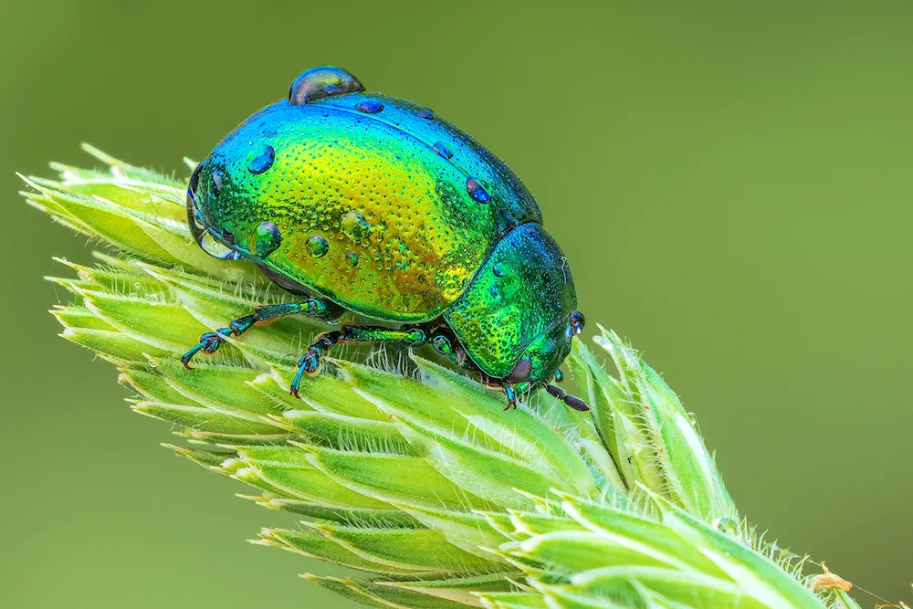 Green beetle