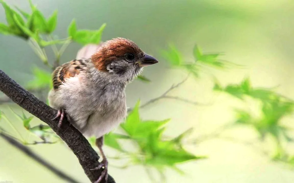 Brown Sparrow