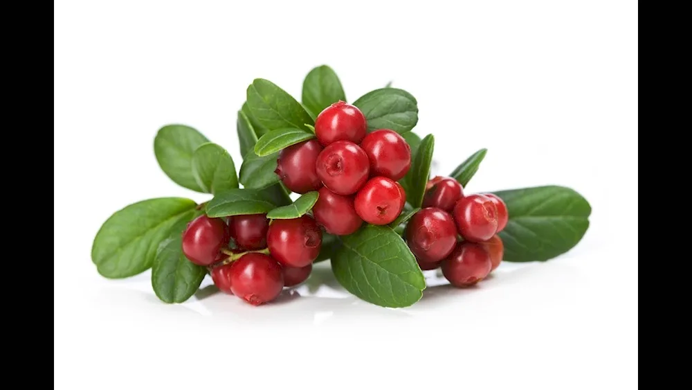 Toloknyanka and lingonberries