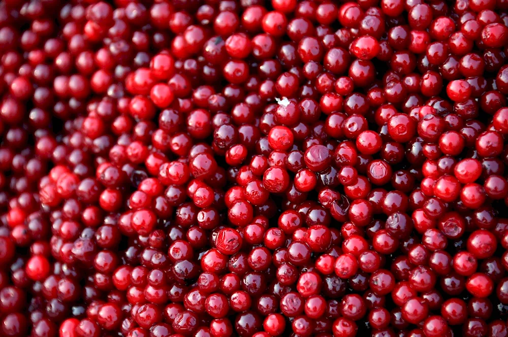 Lingonberries