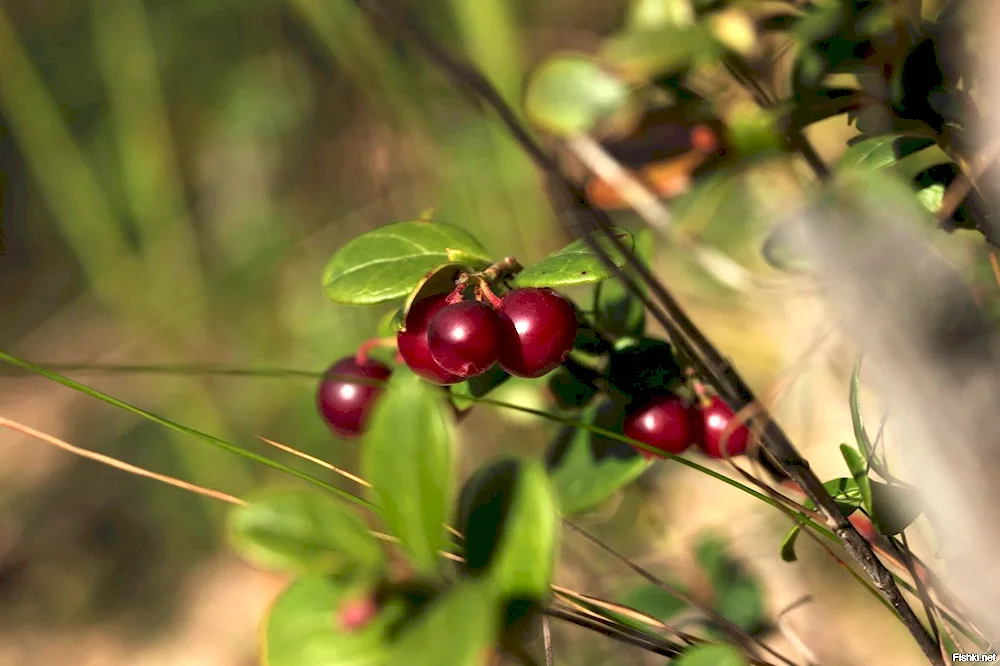 Lingonberries pounded with sugar