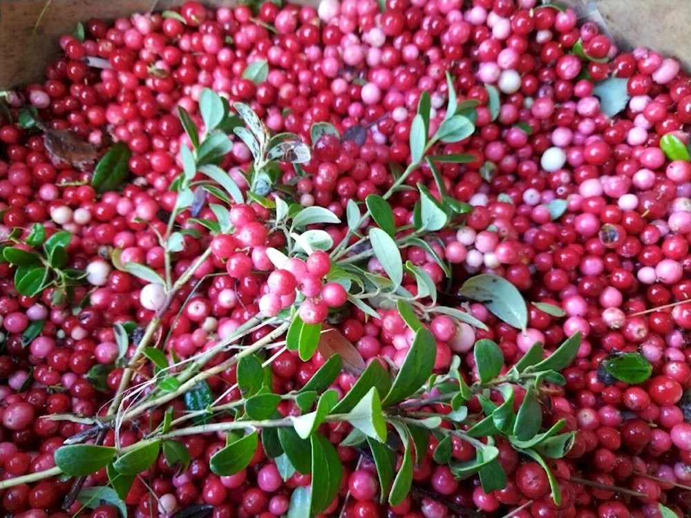 Lingonberry photo