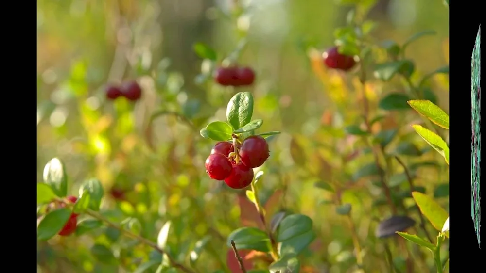 Lingonberry berry