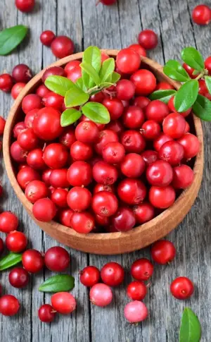 Lingonberry berry