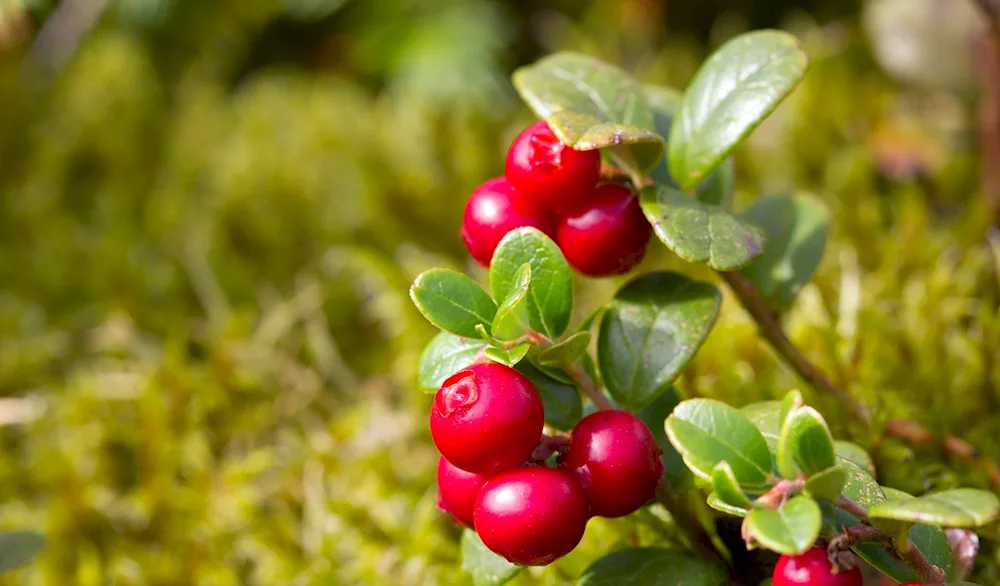 Lingonberry berry