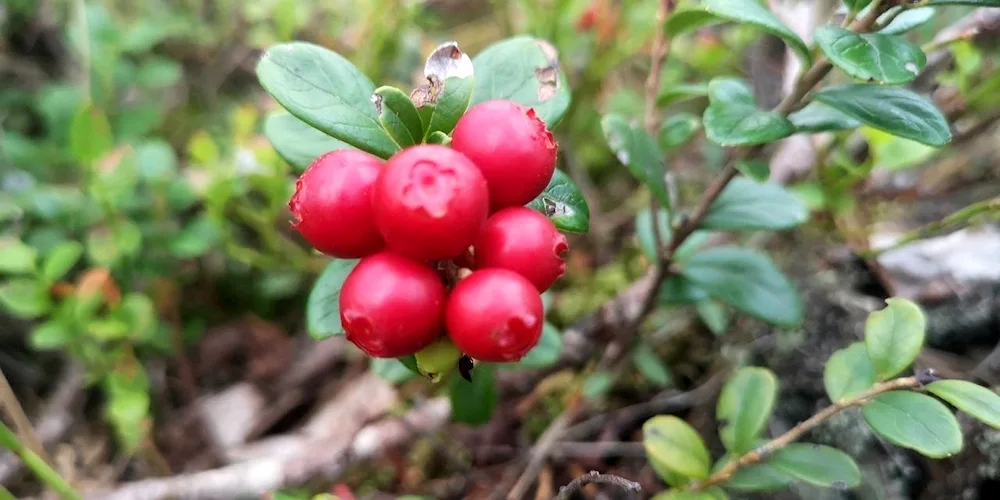 Lingonberry berry