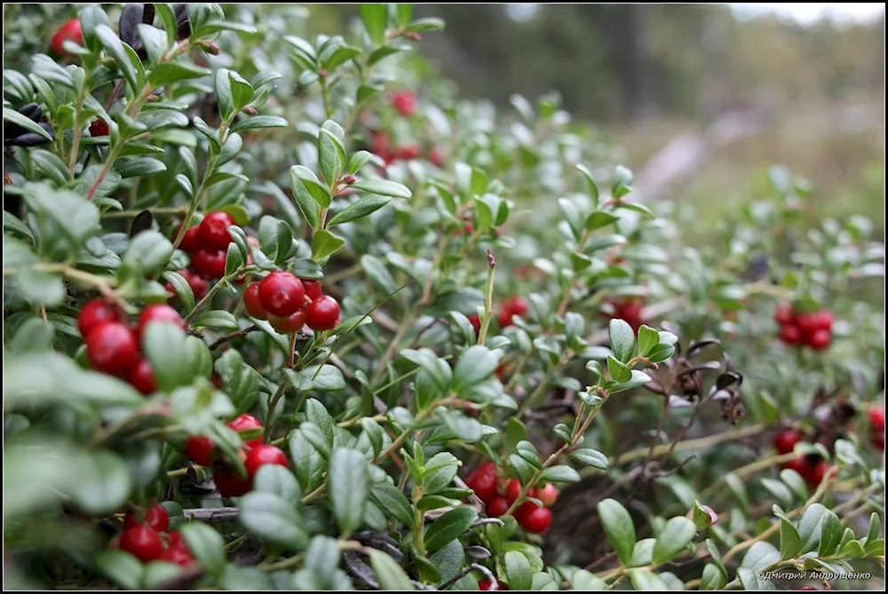 Lingonberries red glade