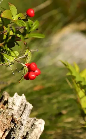 Forest lingonberries