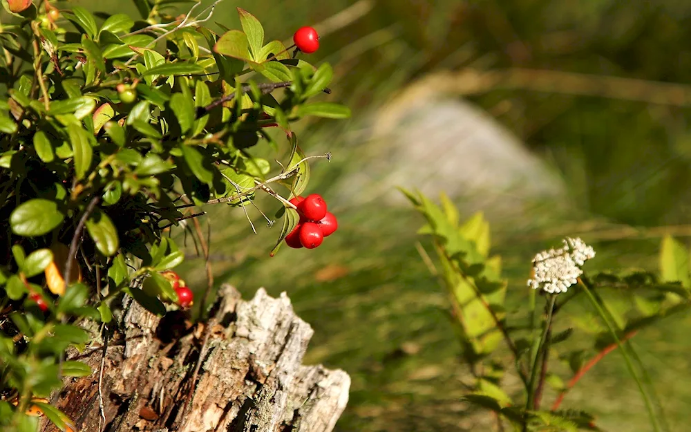 Forest lingonberries