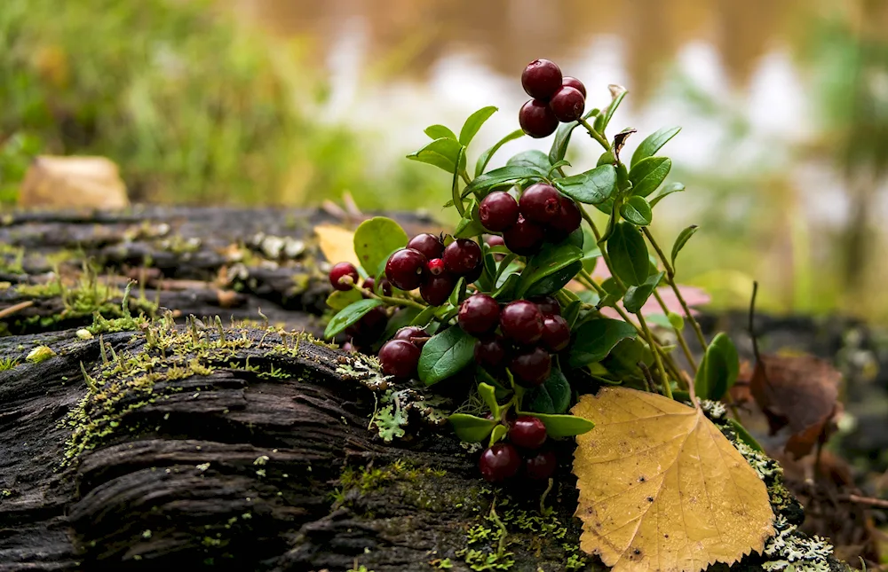 Lingonberries Murmansk