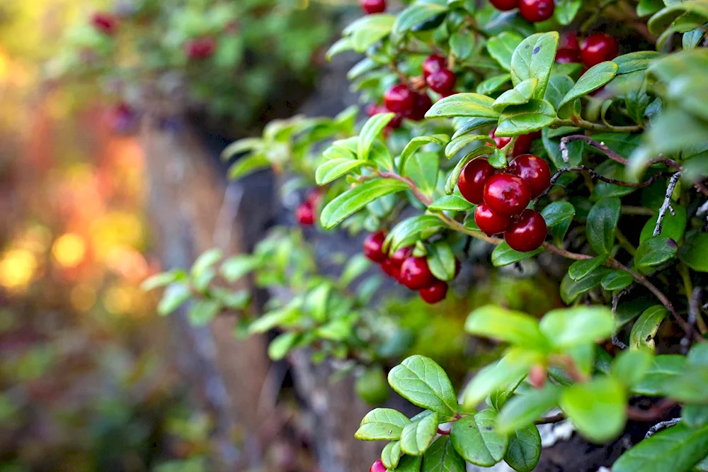 Lingonberry Murmansk