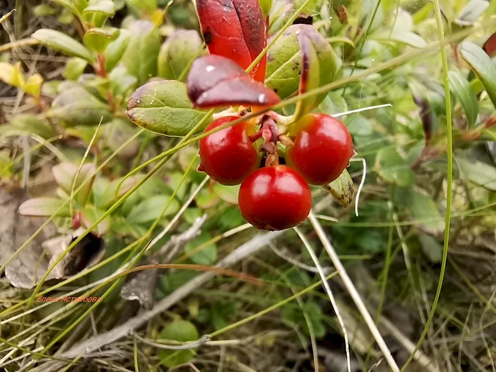 Frozen lingonberries