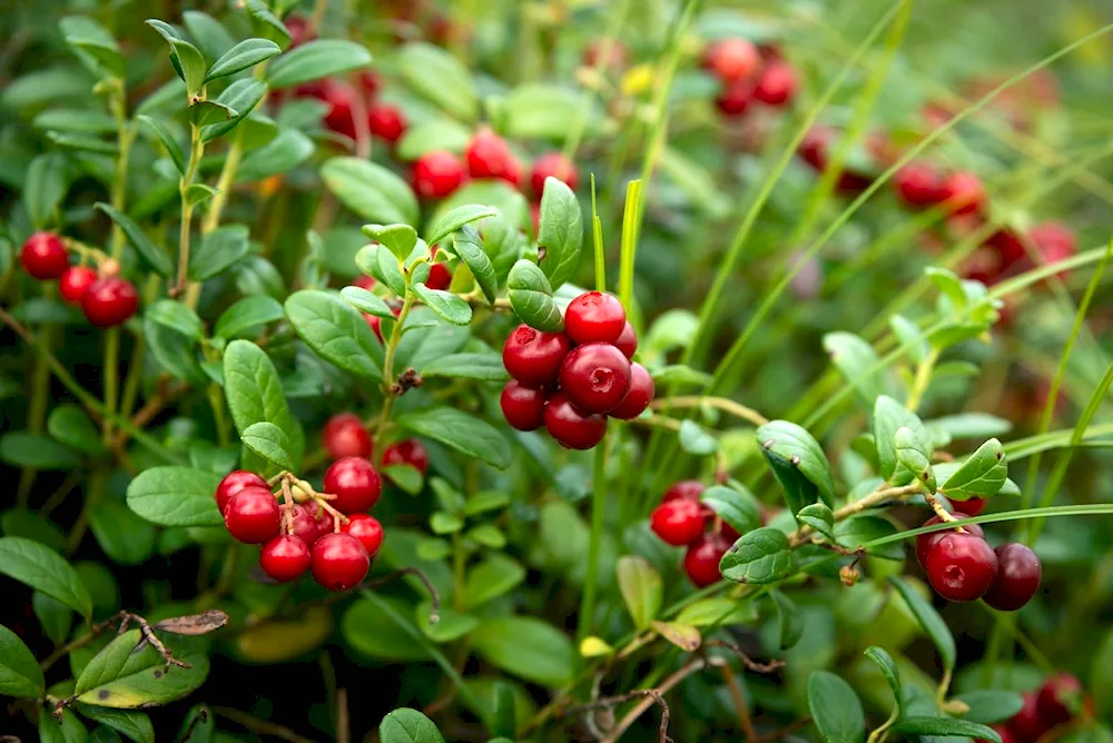 Lingonberries