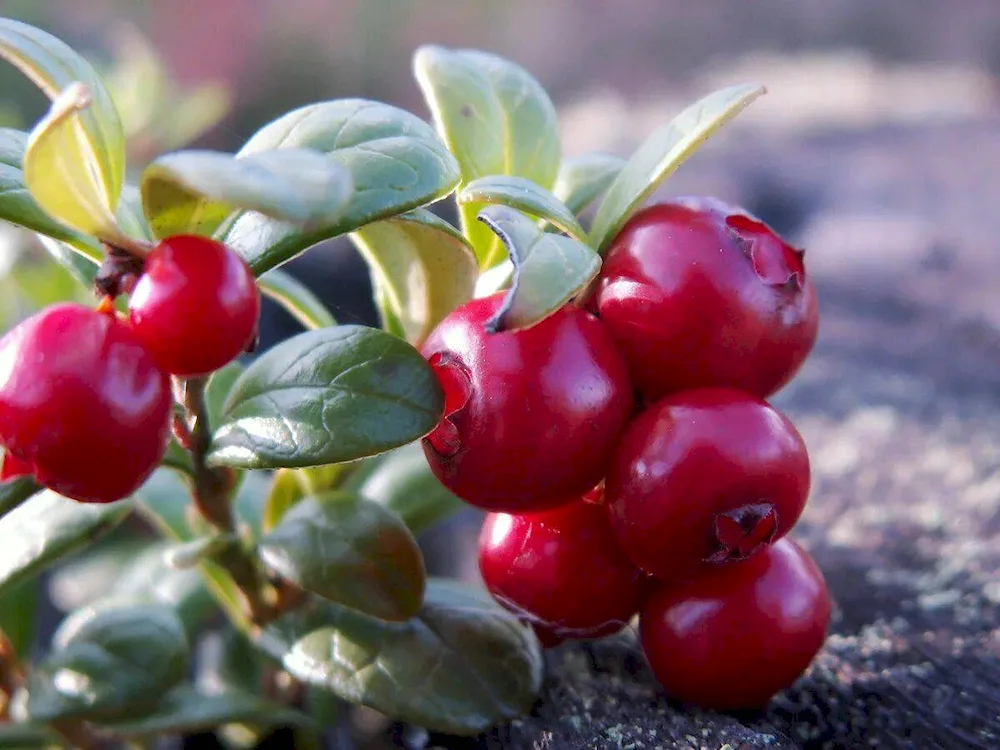 Lingonberry Garden