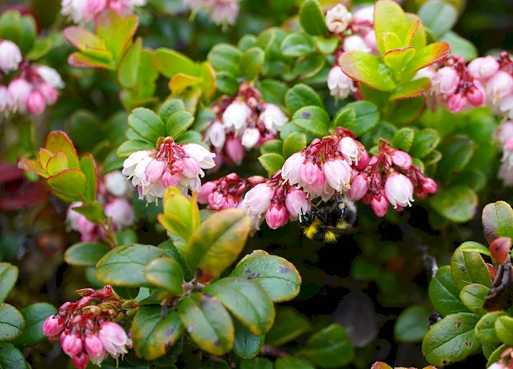 Lingonberries berry