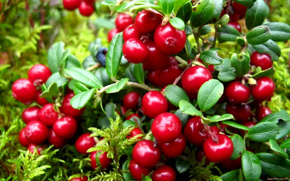 Lingonberry Vaccinium Vitis-idaea