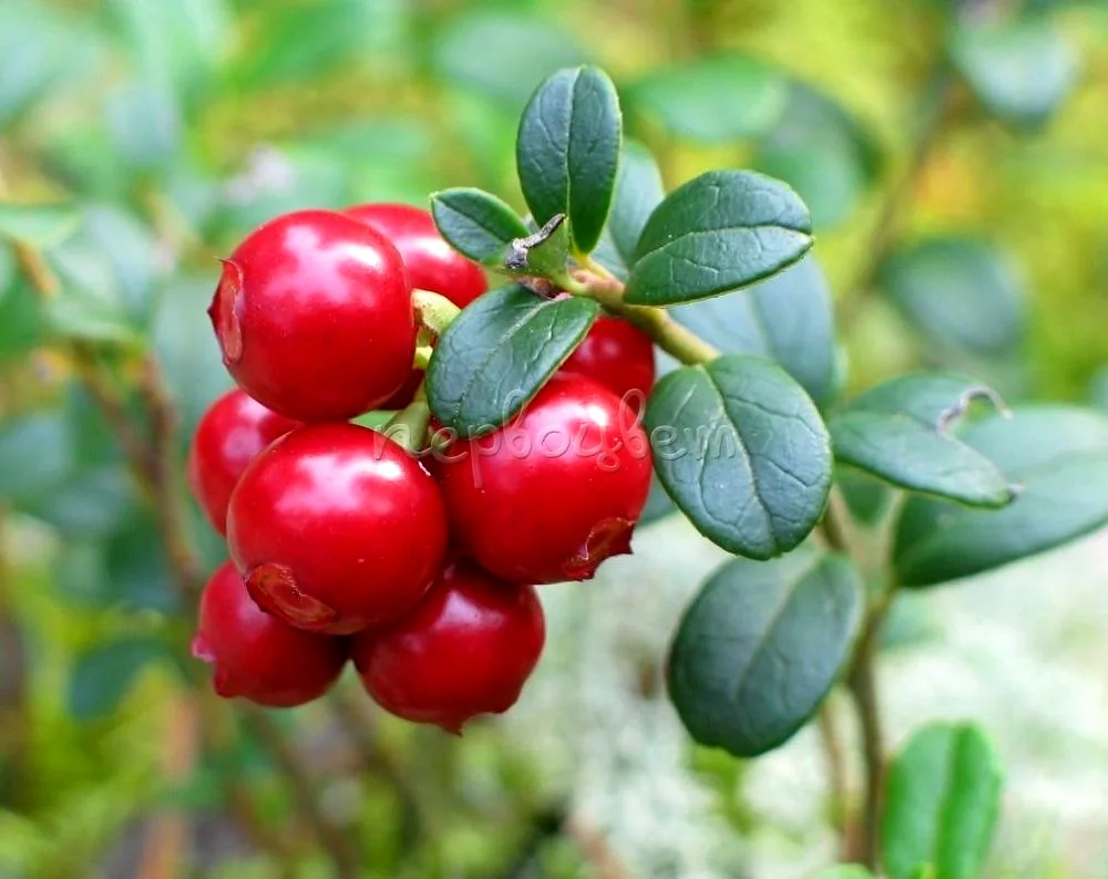 Lingonberry Vaccinium Vitis-idaea idaea