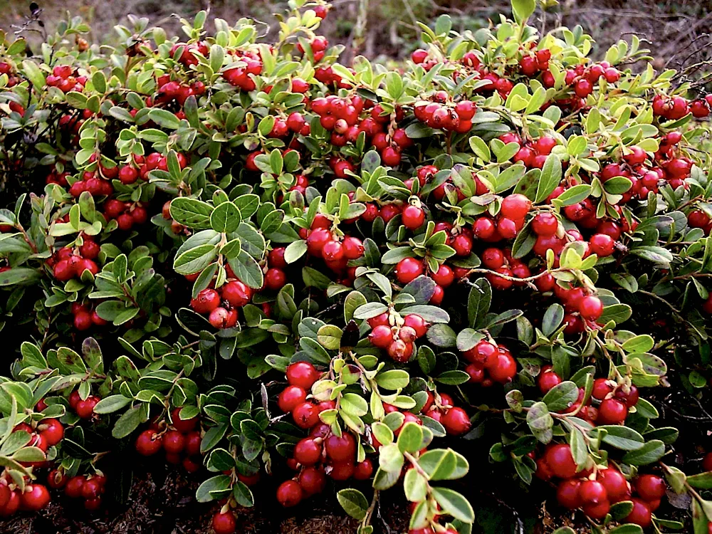 Lingonberry Vaccinium Vitis-idaea Runo Bielawskie