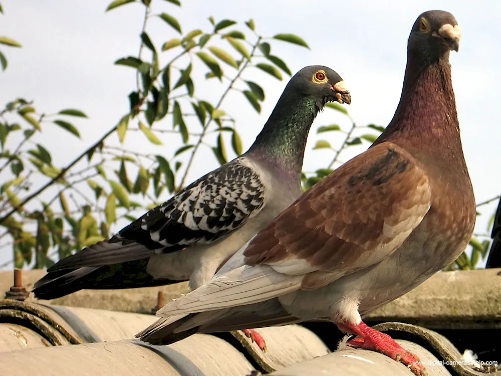 Turkish Takla pigeons
