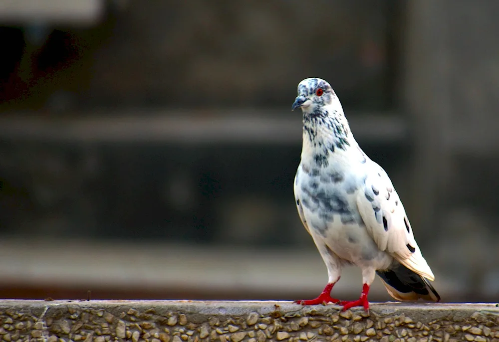 Budapest Thurman pigeon