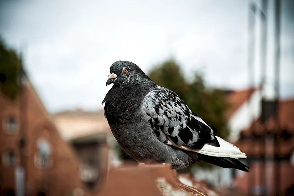 Budapest Thurman pigeon