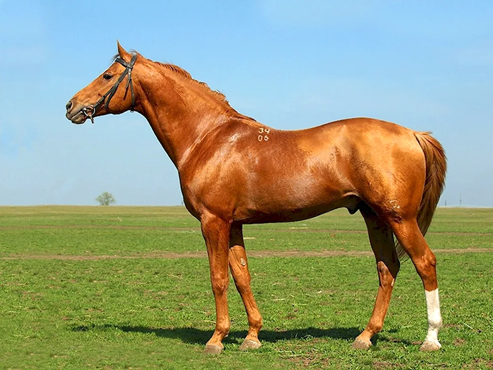 Budennov horse exterior