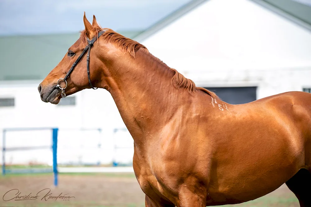 Budennovskiy breed of horses