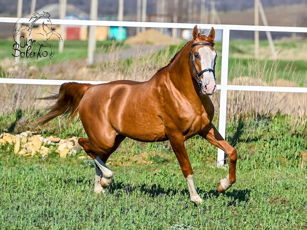 Semen stallion Boyarin