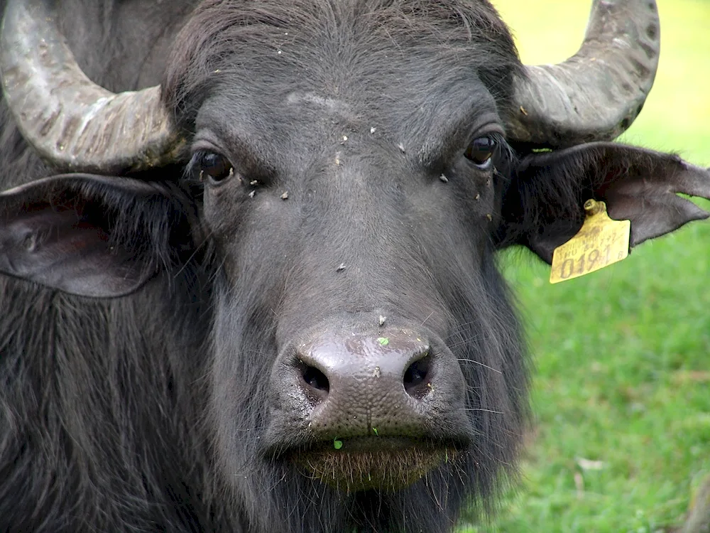 Breed of CowsWhitewaterValley. in Georgia