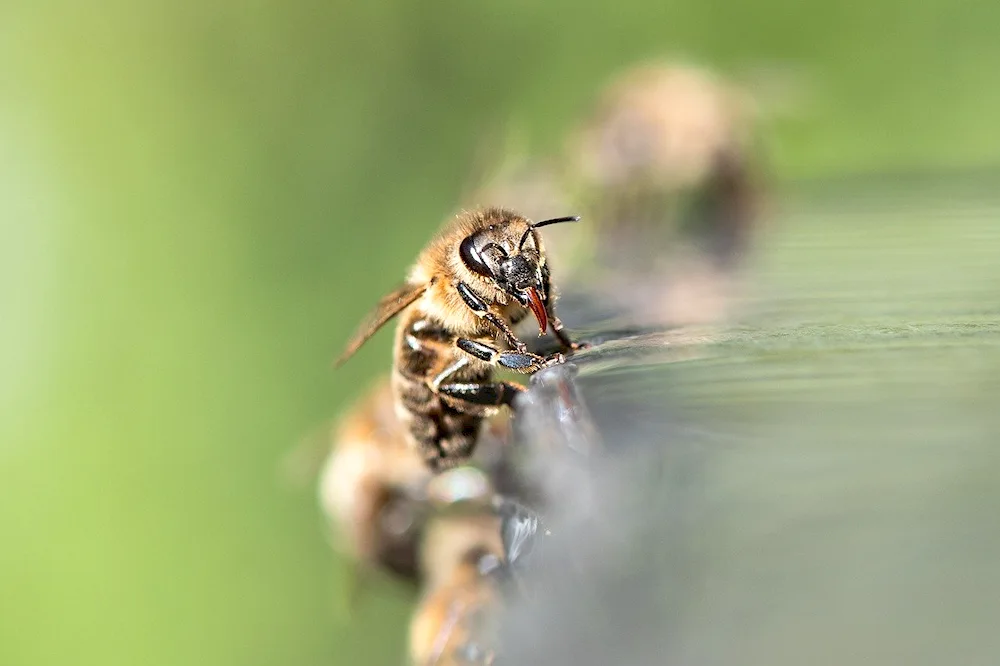 Africanised bee