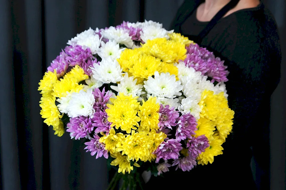 Gladiolus Aster Chrysanthemum