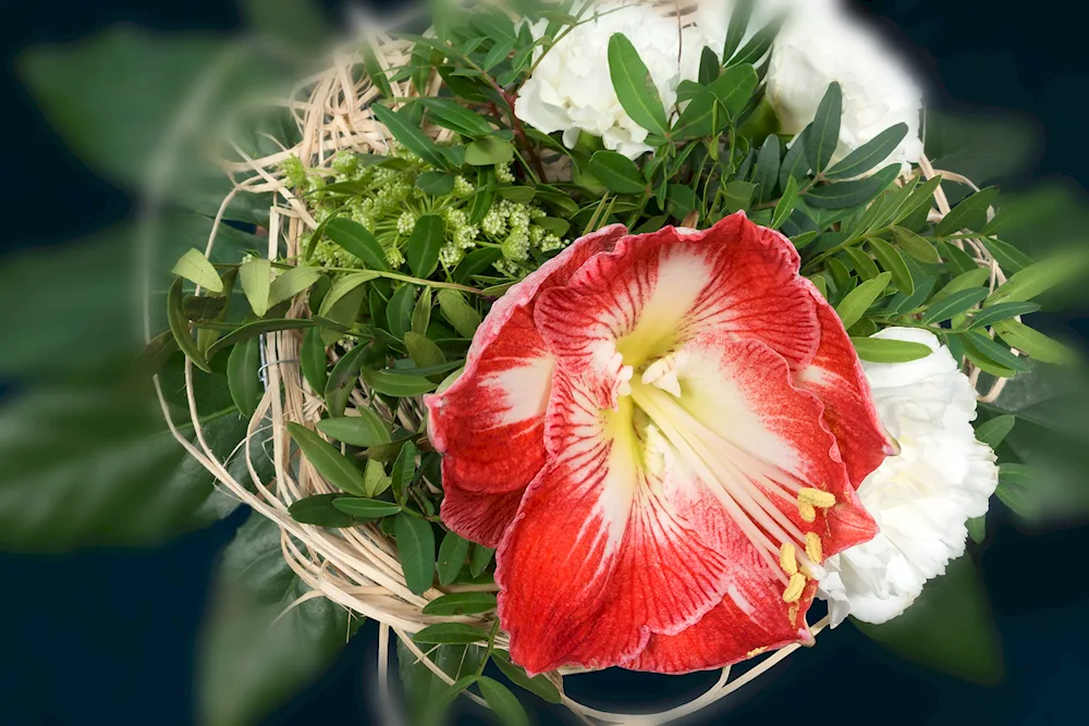 Bouquet amaryllis