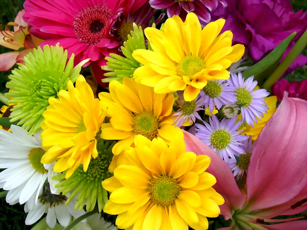 Gerbera chrysanthemum daisy bouquet