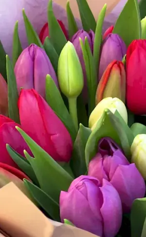 Bouquet of 25 tulips