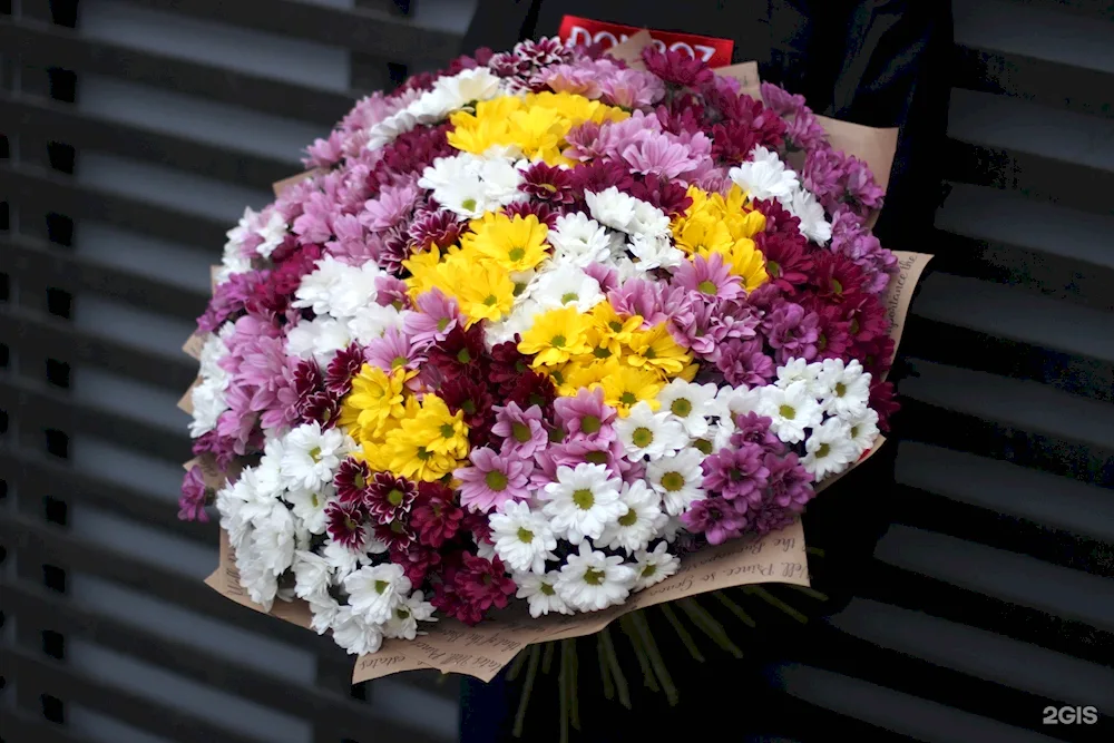 Chrysanthemum bush chrysanthemum assorted