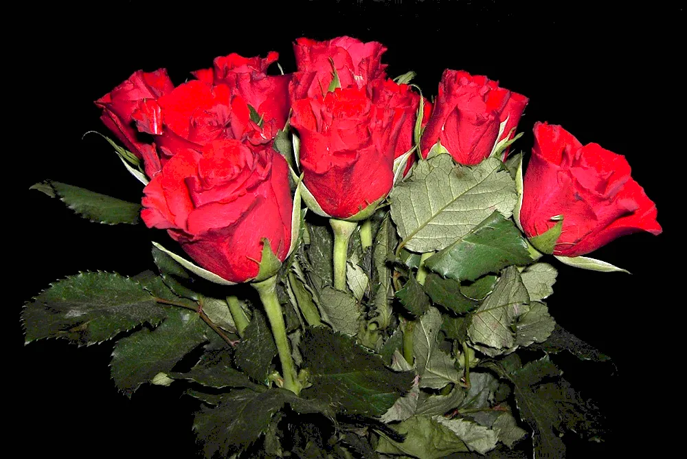 Bouquet of white roses in the car