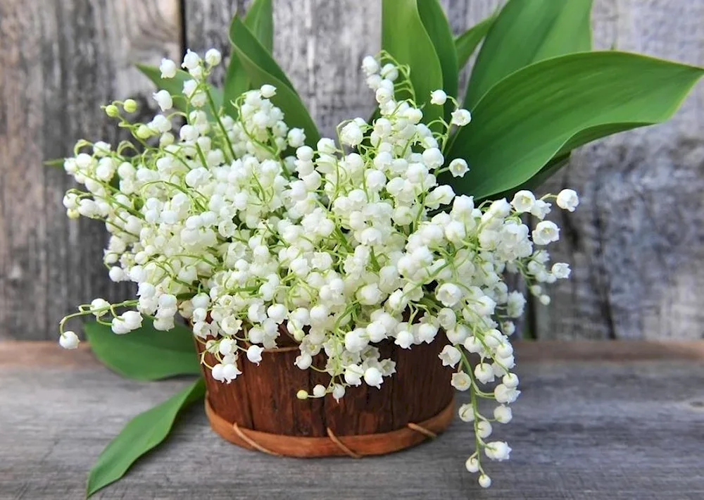 Lily of the valley