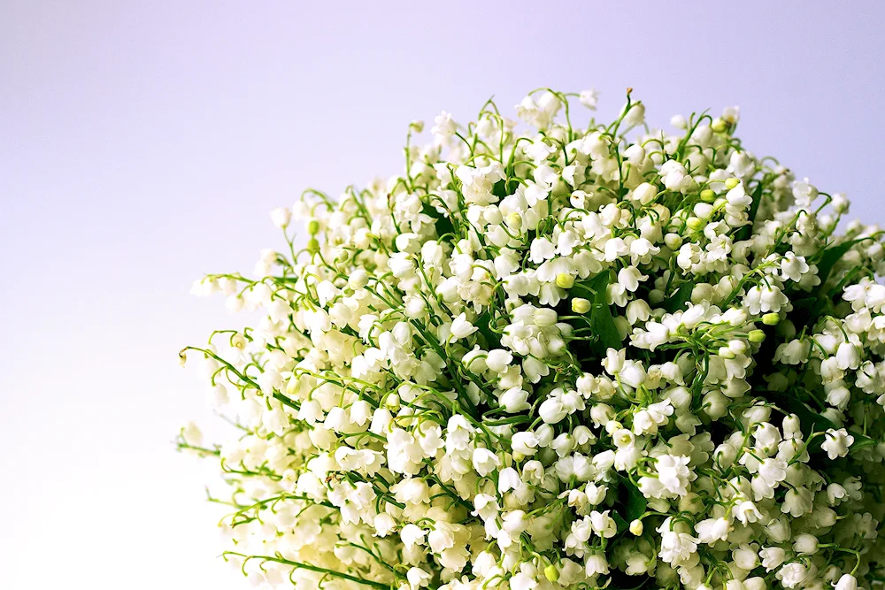 Spring flowers Lily of the valley