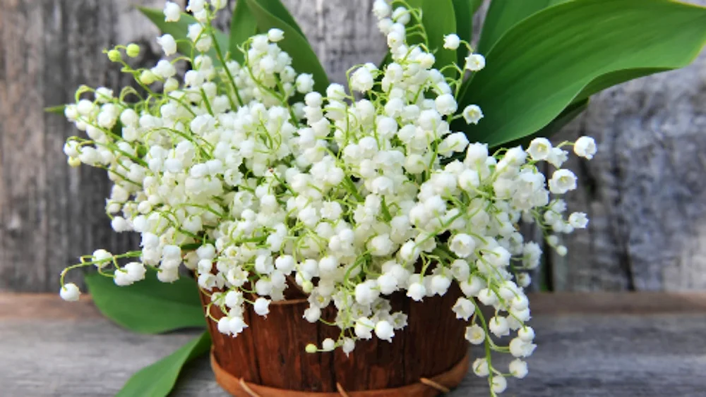 Lily of the valley