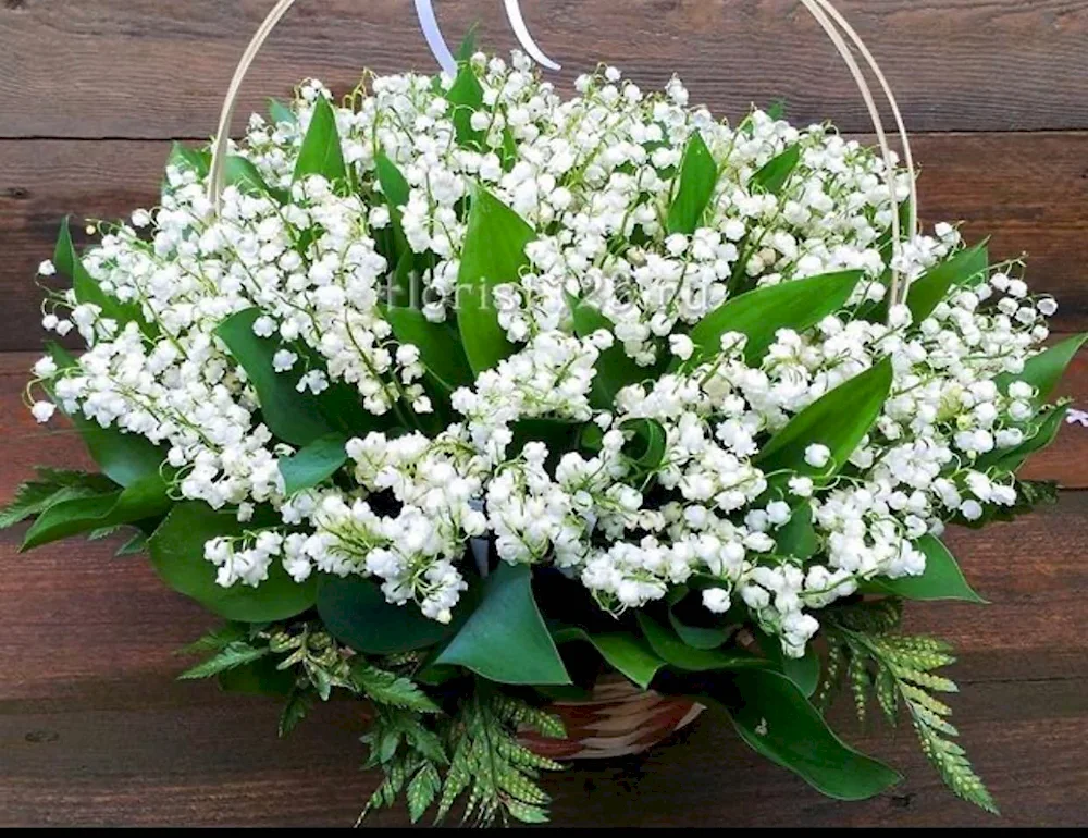 Lily of the valley