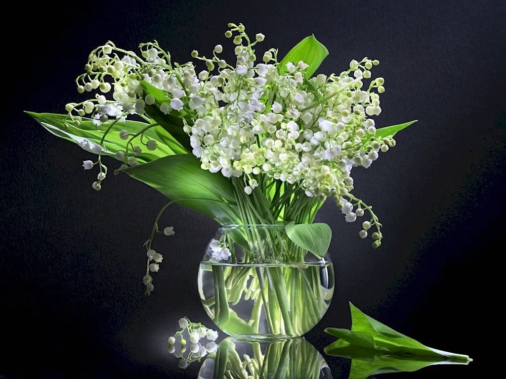 Lily of the valley