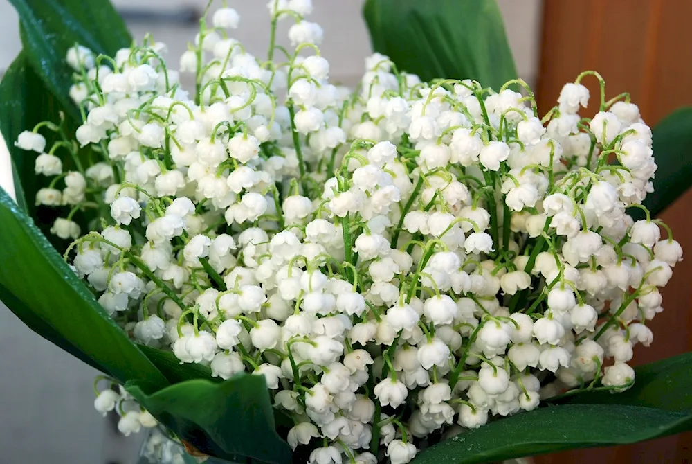 Lily of the valley